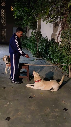 Labrador retriever puppy Training #episode #422 #labrador #shorts