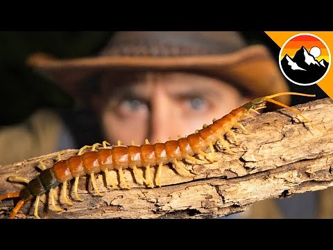Can I Survive The World's Scariest Insect?