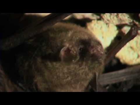 La petite chauve-souris brune (60 secondes)
