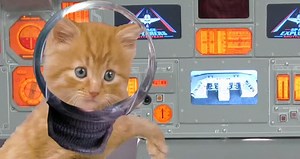 Kittens In Space
