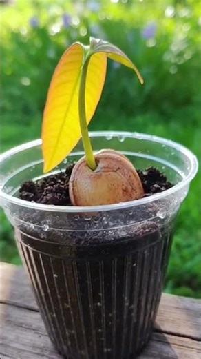 How to have a mango tree at home