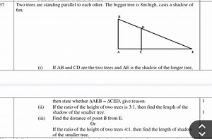 37Two trees are standing parallel to each other. The bigger tr... | Filo