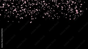 Cherry blossom petals falling animation, alpha matte, petals falling, loop animation, 3d petals, pink petals, Pink petal animation for festivals Stock Video