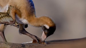 90-million-year-old missing link fossil of tiny bird-like dinosaur discovered