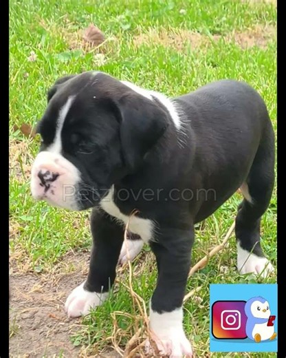 🐶 Boxer Puppy Available – Meet Max! 🐶