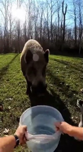 ;A wild boar suddenly attacks a dog —