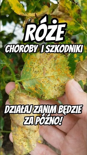 Rose Diseases and Pests: How to Identify Rose Diseases #garden #roses #gardeningtips
