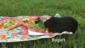 So many happy faces! Watching these animals who were rescued by PETA thriving in their new homes is just what you needed to see today ❤️ | PETA (People for the Ethical Treatment of Animals)