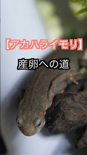 ついに産卵くるか…？アカハライモリ水替えで環境リセット！#アカハライモリ #イモリ飼育 #産卵