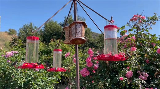 In a world of noise & chaos I’d like to share with you the joyful beauty of the hummingbird garden.❤️ | Victoria Principal