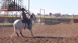 WHC Ranch Horse Sale Hip# 55 May 11th in Abilene Texas Check out this well rounded aged gelding that is in the prime of his life. Pachino has good bone, withers, and stands 15.3 hands tall. He has been a solid ranch horse, performing all phases of ranch work with no hesitation. Has been used at ranch rodeos, shown in RHAA and also been breakaway roped on. He will stand quietly in both the head and heel boxes and has been hauled to ropings. He is a stout gelding that has a big stop and is very at