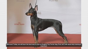 How to Train Your English Toy Terrier: A Step-by-Step Guide