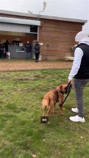 56K views · 1.1K reactions | Clicker Training For Reactive Dog Treats used - Southend Dog Training Cold Press (great for fussy eaters) available on our website. Clicker used - available on our website it’s our very own SDT clicker. #dogs #dogtraining #viral #labrador | Southend Dog Training | Facebook