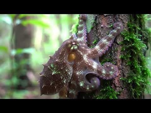 Pacific Northwest Tree Octopus