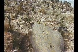 Watch Fish Identification&colon; Peacock Flounder on Amazon Live