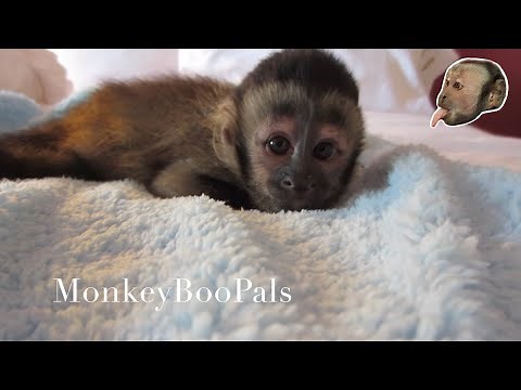 Capuchin Monkey Baby (up close)