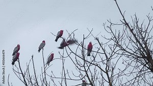 Lots of Galah Birds Sitting on Top of Tree, One Galah Jumps To Another Branch. Grey rainy day time. Maffra, Victoria, Australia