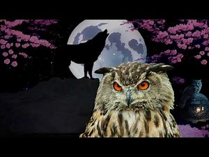 wolves howling sound, wolf sound effect in the full moon, owl hoot, owl sound