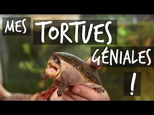 MY MAJOR TURTLES!! - TOOPET TUTORIAL