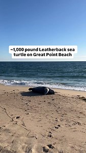 12K views · 1.2K reactions | Leatherbacks are the largest sea turtles, and often migrate north in autumn to feed on the growing jellyfish populations#mybostonuncovered #wellnessandnature | Boston Uncovered | Facebook