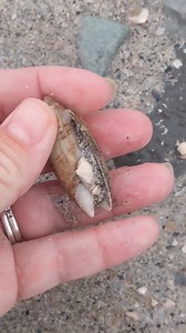 I was excited when I found this banded tulip but it gave me a little scare when I realized it was occupied 😅 so many tiny shell beauties everywhere too! I love exploring the beach! | Padre Island Madre