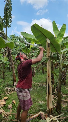 Banana tree cutting technique..🗡️😱(ep-2630) #funny #shorts #trending