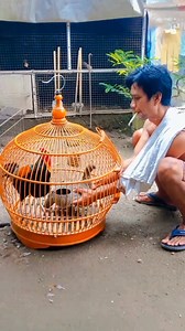 10K views · 119 reactions | Apapun kata gunjingan orang semangat ku takkan pernah pudar #chicken #bird #breding #story #fyp | Saefudin Zohri | Facebook