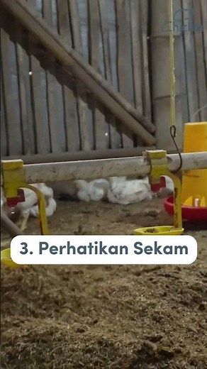 Want to Successfully Raise Broiler Chickens? Consider These 3 Tips! #farming
