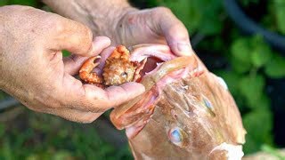Why this grouper’s stomach contents stunned us