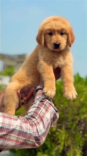 🏆 Top Quality Golden Retriever Male Puppy for Sale ❤️ | ‪@Petzz_world‬ #goldenretriever #golden