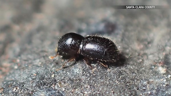 Tree-killing 'shot hole borer' beetle discovered in San Jose