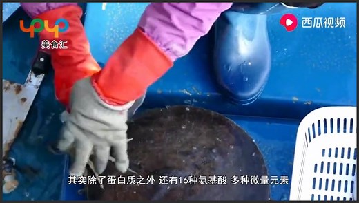 墨鱼的“墨汁”是什么成分，能放心吃吗？看完才知好多人想错了