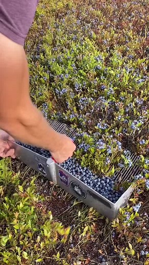 How They Pick Blueberries: Satisfying Harvesting Process