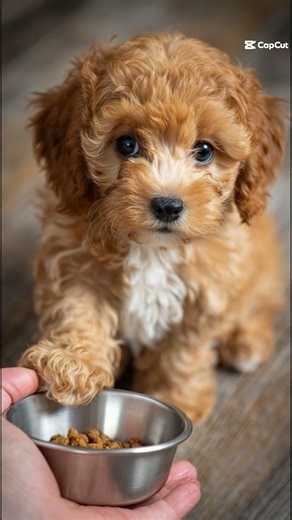 The Saddest Beginning… The Happiest Ending 🐾 #shorts