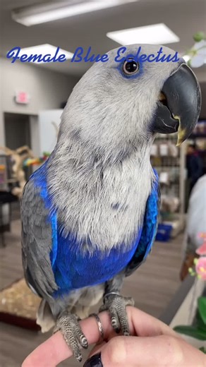 Parrot Stars on TikTok