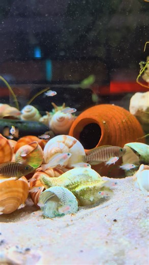 Upgraded the multis into a bigger tank and they’re absolutely thriving 🙌 Population is booming and it’s amazing watching the colony grow and interact—proper little community now. The tank is really starting to come together too, love how natural it’s looking 🔥 #multis #shelldweller #cichlidtank #aquascape #fishtok