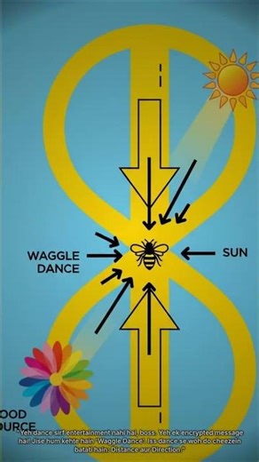 Dancing of Honey Bee #honeybee #waggledance