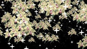 Orchid Flower Transition Colorful Rainbow Flower Stock Footage Video (100% Royalty-free) 3409814367 | Shutterstock