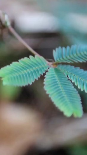 Random Curiosities 4 🌍 🌌 #science #education #knowledge #education #learning #life #universe #cosmos #nature #sciencefacts #educational #curiosity | Doseofscience