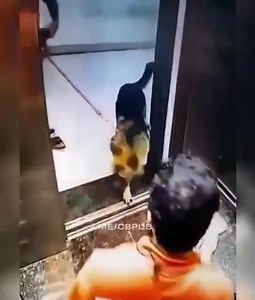 Food Deliveryman's Penis Bitten By Dog