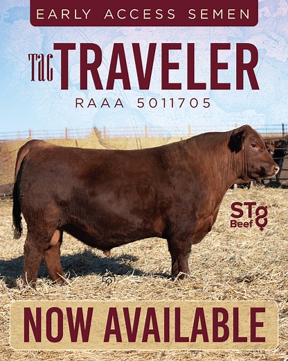 26 reactions | Turn up the heat with this NEW Red Angus sire...