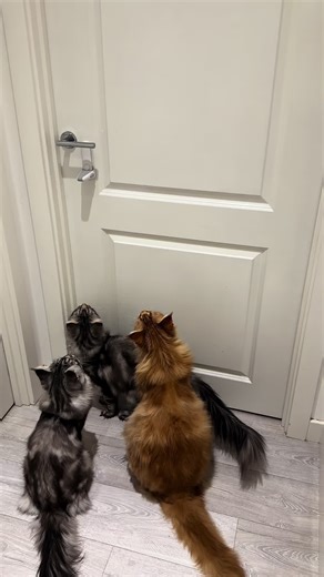 Funny Maine Coon Cat Moments