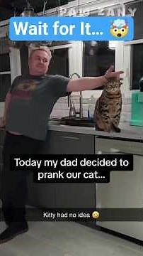 Dad Tried to Prank the Cat… But 😂 #cats #funny #funnycats