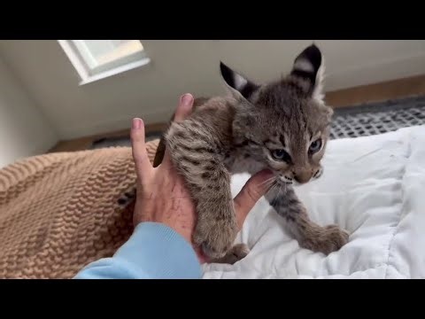 Bobcat Tibby Never Runs Out Of Energy