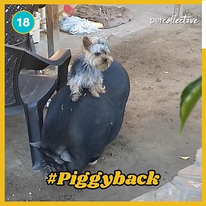 364K views · 3.9K reactions | From hog-riding doggos to tower defense kitties, please enjoy Part II of our Best Pets of The Week!  | The Pet Collective | Facebook