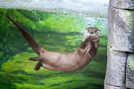 Otter chaos closes part of Columbus Zoo & Aquarium's new North America Trek for repairs