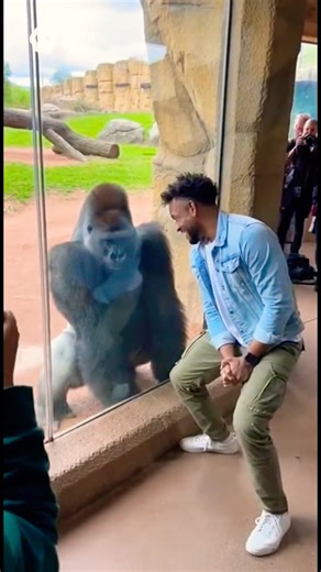 He Challenged A Gorilla To A Dance Off - he WON 🦍💃😂