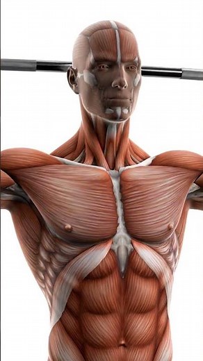 The PERFECT Bench Press Form — 3D Anatomy Guide