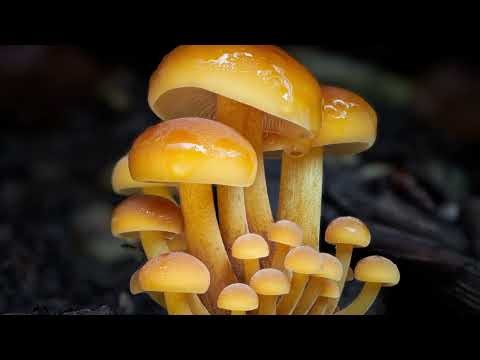 Affinity Photo 2 - Focus stacking