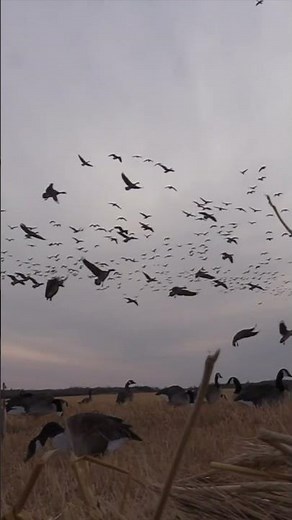 Hundreds of Canada geese at your FEET!